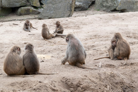 Hamadryad monkeys family are sitting on the ground.の写真素材
