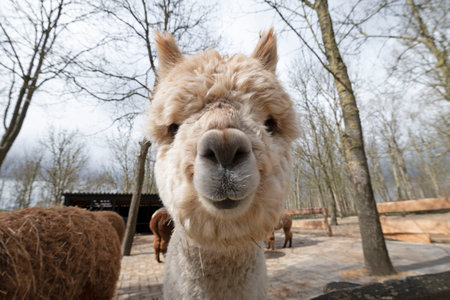An inquisitive alpaca posing for a photoの写真素材