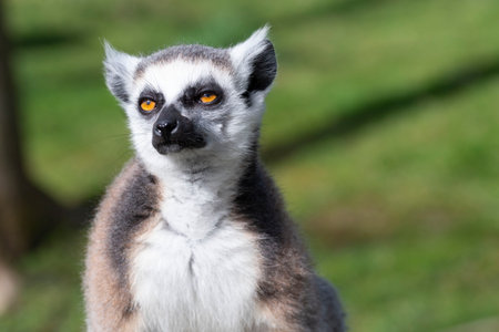 Ring-tailed lemur, lemur catta in Zoo The Netherlands.