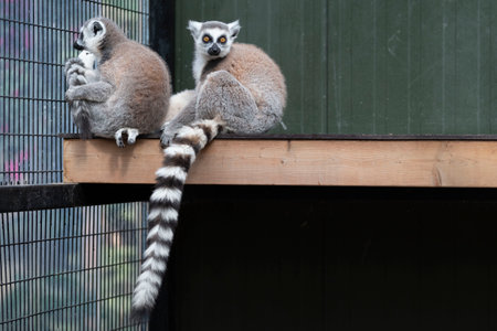 Ring-tailed lemur, lemur catta in Zoo The Netherlands.