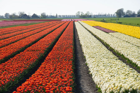 Field of tulips at colorful tulip farm, The Netherlands.