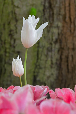 Close up natural white tulip flowers with background tree.の写真素材