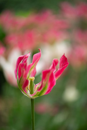 Close-up of a fancy striated pink and green parrot tulip.の写真素材