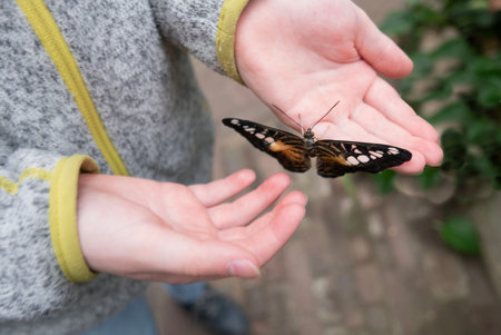 Person gently holds pollinator arthropod, butterfly, in their fingersの写真素材