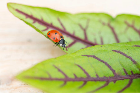 An insect, ladybug, perches on a green leaf in its natural environmentの写真素材