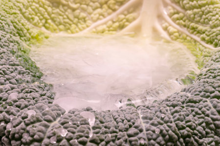 A detailed closeup of a cabbage leaf with water dropletsの写真素材