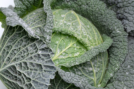 Close up of a watercovered leaf on a cabbage plantの写真素材
