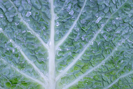Closeup of a wet cabbage leaf Terrestrial plant, Groundcover