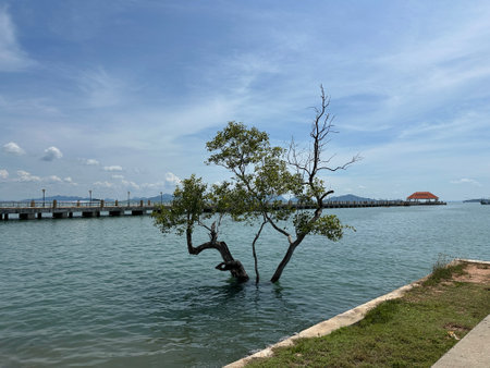 A tree is growing out of the water near a pierの写真素材