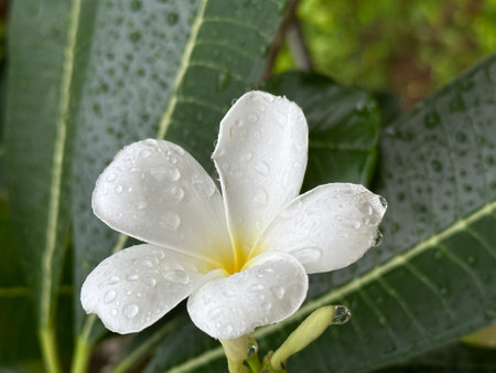 A white flower with water drops is surrounded by green leavesの写真素材