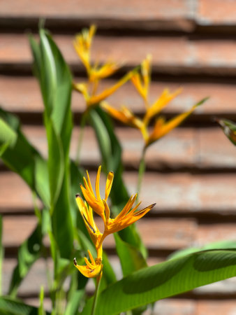 Closeup of a plant with yellow flowers and vibrant green leavesの写真素材