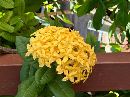 A close up view of a beautiful yellow flower blooming on a plantの写真素材