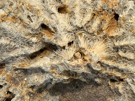A detailed close up of a rock showcasing numerous holes within itの写真素材