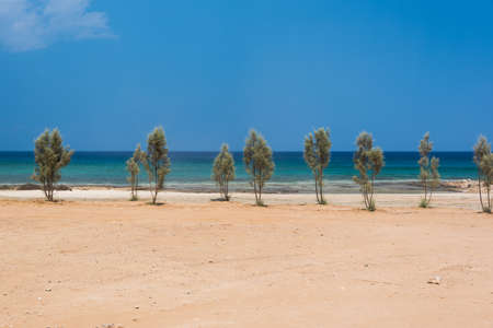 Line of young trees on sandy sea shore