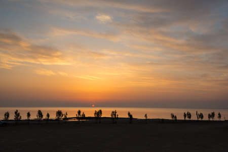 Young trees at the sea shore in early sunriseの写真素材