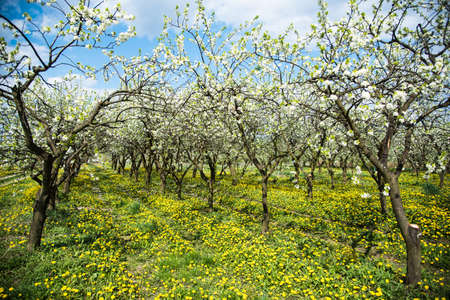 Line of plum trees in beautiful orchardの写真素材