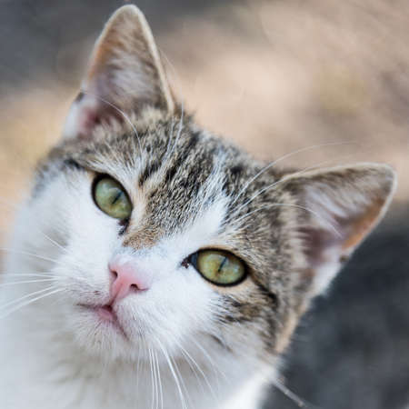 Cute cat walking proudly