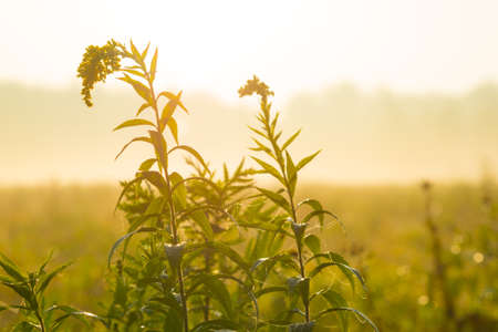 A meadow with high grass beautifuly lit by a beam of morning sunの写真素材