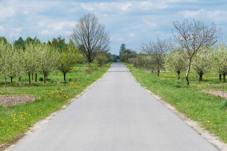Road alongside orchard treesの写真素材