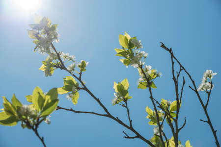 A branch of plum tree with blooming flowers