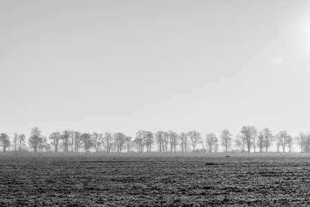 A line of a distant trees on a plowed field in a misty autumn morningの写真素材