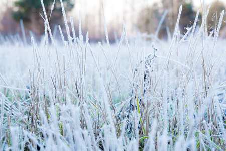 Closup macro shot of a grass covered with white frost on an autumn morningの写真素材