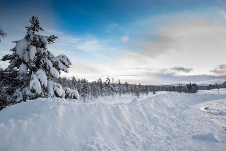 Huge snow banks and trees covered with snow on beautiful winter morningの写真素材