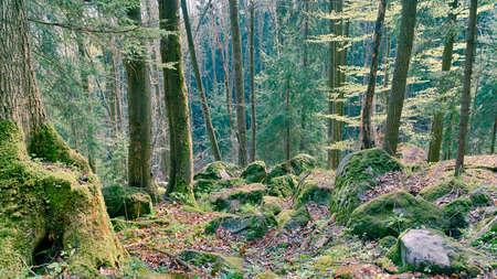 Beautiful fairytale forest with rocks covered with moss