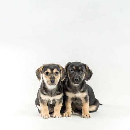 Two little poppy dogs sitting next to each other isolated on white background with copy space in...