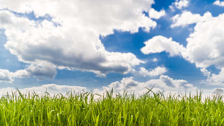 Deep blue sky with puffy clouds over a grass fieldの写真素材