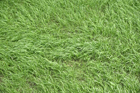 Texture of grassの写真素材