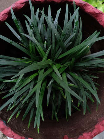 Dark green grass plants in pot.Long leaves are originating from center and can see the leaves separately.Leaves are long and sharp shape at its ends.の写真素材
