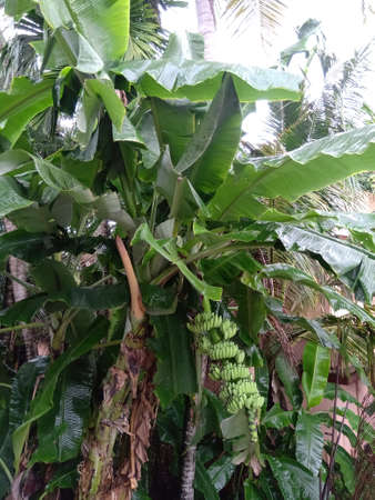 A tall fresh banana plantain having a hanging banana in it.Can see a whole wet leaves in the plantain.Fresh green color for the plantain.の写真素材