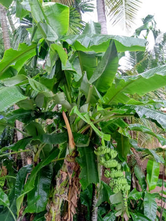 A tall fresh banana plantain having a hanging banana in it.Can see a whole wet leaves in the plantain.Fresh green color for the plantain.の写真素材