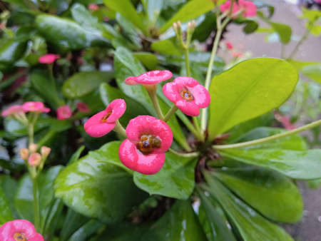 Euphorbia flower in pink color in its plant having green leaves.Main focus in the flower and have shallow depth behind it.の写真素材