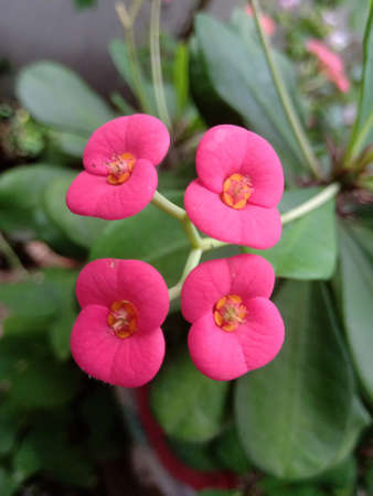 A Euphorbia plant with four pink color flowers from a single stalk from the top end of the plant.Can see the green leaves in a shallow depth condition.の写真素材