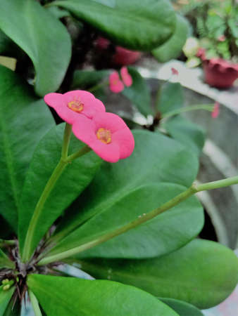 A Euphorbia flower in pink color with green leaves in the garden.A single stalk connects two flowers.の写真素材