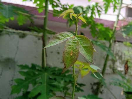 A Rose flower plant with a spider in its leaf.Can see the green plants behind it in a shallow depth condition.の写真素材