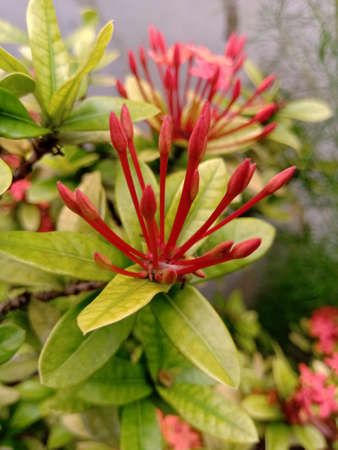 Closeup shot of Ixora flower bud in red color and have light yellow green color for leaves.Flower and leaves are in focus.の写真素材