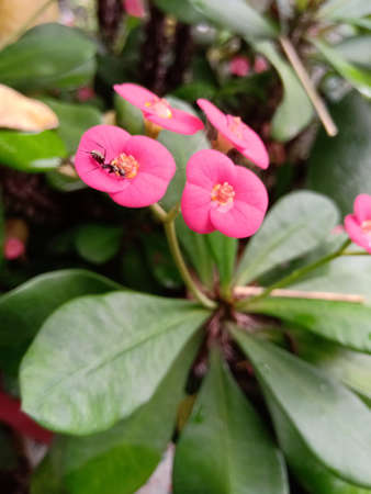 A bunch of four Euphorbia flowers and have an ant on it.Both flower and ant is in focus.の写真素材