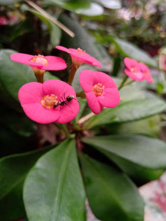 Closeup shot of the Euphorbia flower having an ant on it.Ant takes honey and water on it.の写真素材