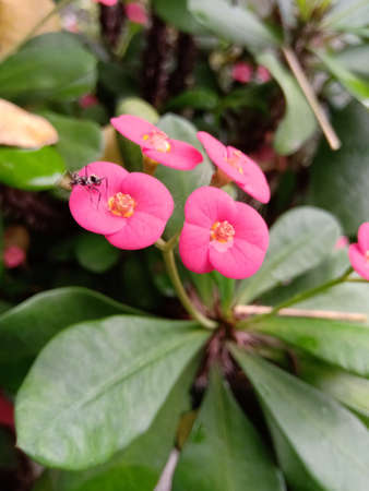 A bunch of four Euphorbia flowers and have an ant on it.Both flower and ant is in focus.の写真素材