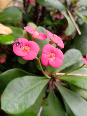A bunch of four Euphorbia flowers on it having an ant on it.の写真素材