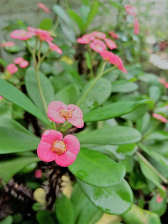 Euphorbia flower with pink color having green color leaves and have a shallow depth in background .Two flowers in focus and can see it at the top.の写真素材