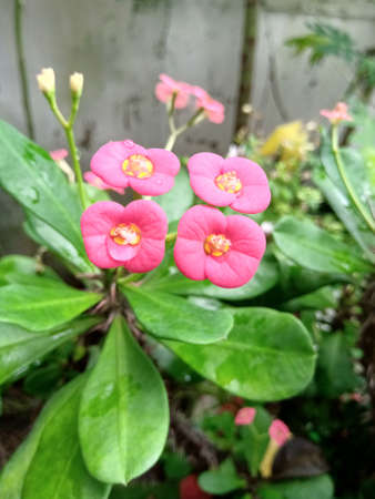 Euphorbia flower with pink color having green color leaves and have a shallow depth in background.Four flowers came out from a single stalk at the end of the stem with thorns.の写真素材