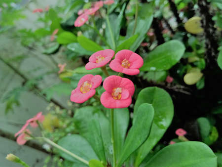 Euphorbia flower with pink color having green color leaves and have a shallow depth in background .Four flowerscame out from a single stalk at the end of the stem with thorns.の写真素材