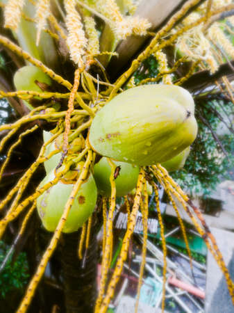 A group of tender coconut that are not yet grown for use.The coconut have light green color and can see the attachment of coconut to the tree.Can see the stalk of the coconut from the tree.の写真素材