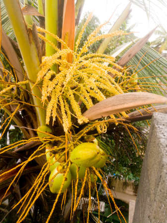 Full view of the coconut tree with tender coconuts and its male and female flowers from its spathe.Tender coconuts have light green color and flowers have yellow color.の写真素材