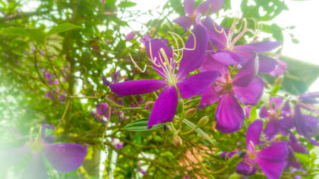 A closeup shot of a purple color princess flower named Tibouchina Urvilleana having long extensions from center.Can see that the flower is in a green garden with background full of green.の写真素材