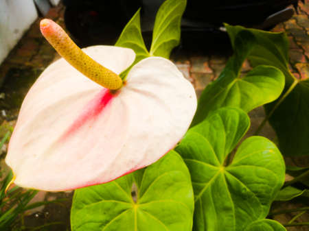 An Anthurium flower having whitish color spathe and a long spadix in it.The leaves are big enough and have a yellowish color.Below the spadix a pink line is there in the spathe.の写真素材